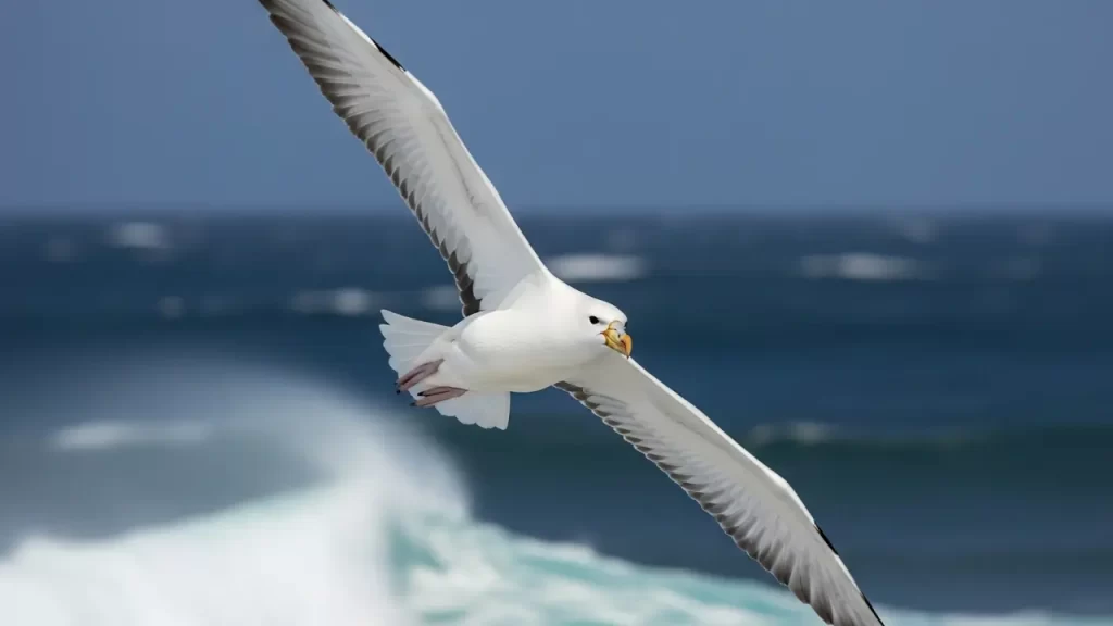 viagens do Albatroz